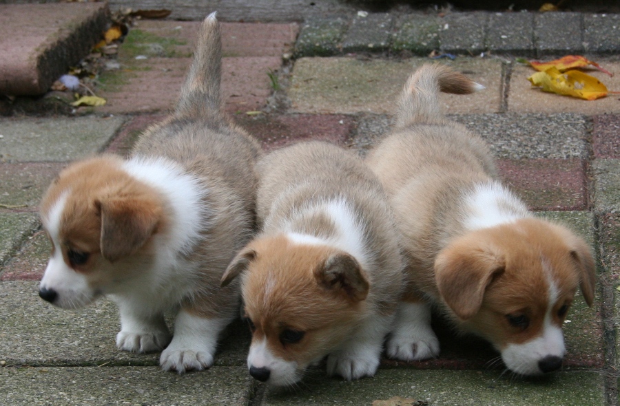 Puppies